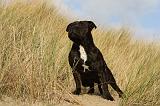 STAFFIE 295